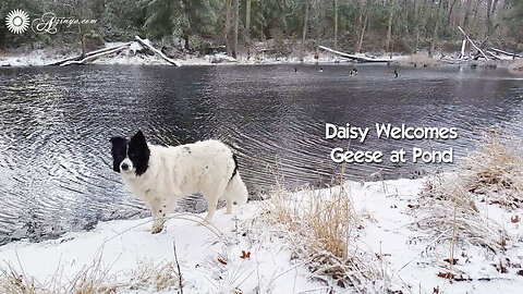Border Collie Daisy Welcomes Geese to Pond in Snow ASMR