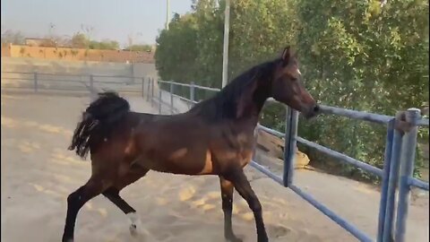 Arabian Horse Third Part