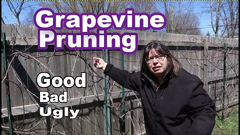 Pruning Grapevines 5th year Grape vine Struggles & Hopeful Solutions! #grapevines #homesteadgarden