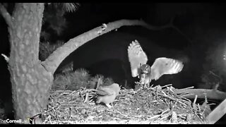 Dad Makes a Bird Breakfast Delivery-Cam One 🦉 3/26/22 04:23