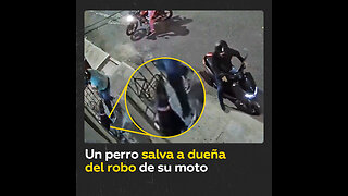 Perro salvó a su dueña de cuatro asaltantes en motocicletas en Medellín