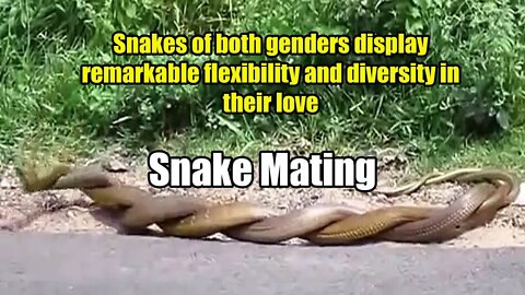 Snakes of both genders display remarkable flexibility and diversity in their love