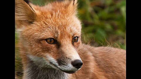 red fox