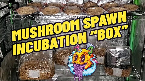 Creating My Own Mushroom Spawn Incubation "Box" (My First Time)