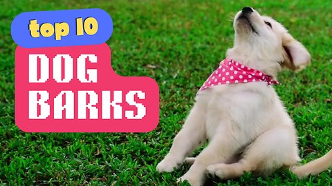 TOP 10 DOG BARKS that will make your day
