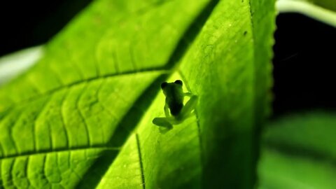 Glass frog Hyalinobatrachium ruedai green lime coloration on a leaf Costa Rica