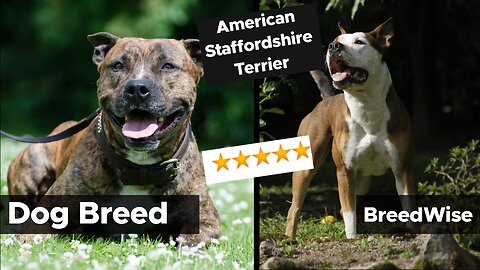 Get to Know the American Staffordshire Terrier Inside and Out