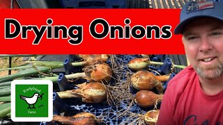 A Easy Way to Dry Onions for Storage
