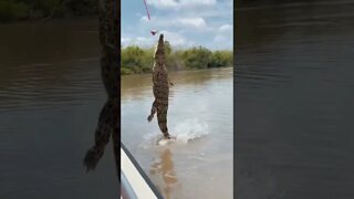 Jacaré saltando para pegar peixe #shorts