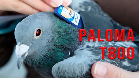 Analizando la teoría de la paloma drone. ( Birds aren´t real )