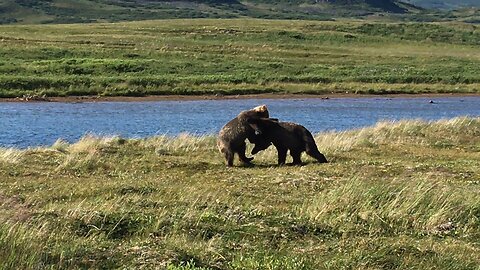 Teddy Bear Wrestling