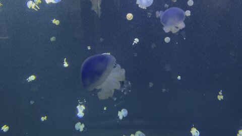 jelly fish