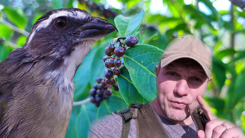 Seu Trinca ferro e outros pássaros come e você não sabia Guaçatonga (Casearia sylvestris Sw ) !!