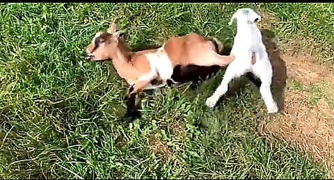 JUST NEEDED SOMETHING TO LAUGH ABOUT! THESE FAINTING GOATS DID THE TRICK. 😂