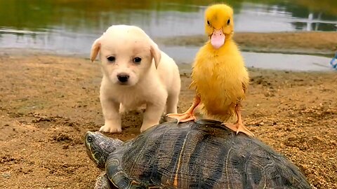 Golden Retriever Puppy with tortoise cute &Loves Playing With water