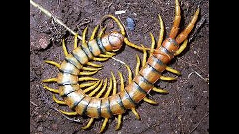 Tiger centipede (Scolopendra polymorpha) The tiger centipede