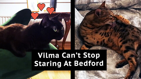 Vilma Can't Stop Staring At Bedford