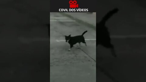 inacreditável cachorro cagou na parede