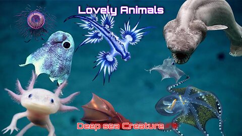 Lovely animals, deep sea creature, sea animals, sound animals
