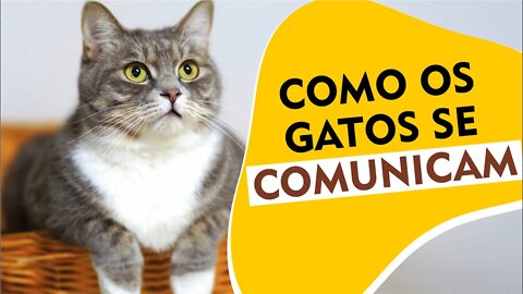 Entenda a comunicação dos gatos. Posturas e sinais