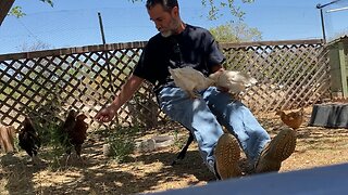 Feeding the chickens