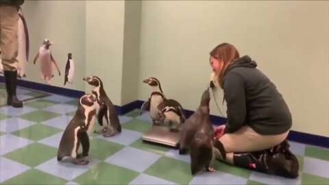 Weighing Penguins is Hard