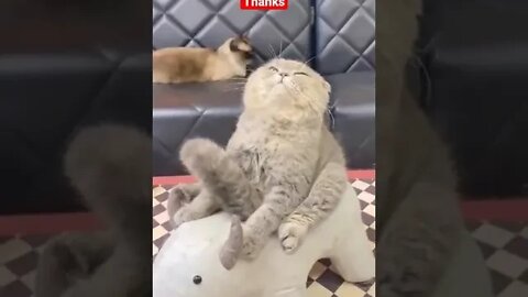 cute cat videos 😹 funny videos 😂1018😻 #shorts #cat #catvideos #fun #catsproducts #funnycatsvideos
