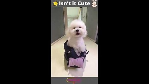 Funny Dogs Video 😍🐶Cute Dog