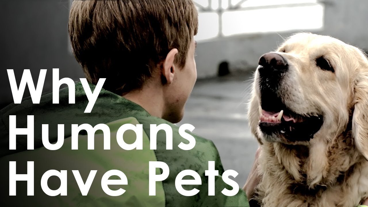 What Pets Teach Us About Life Why Humans Like Having Pets