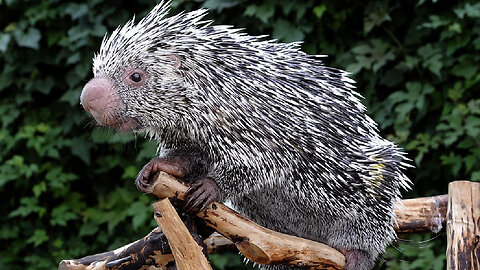 The Rarest Porcupine That Could Be Own