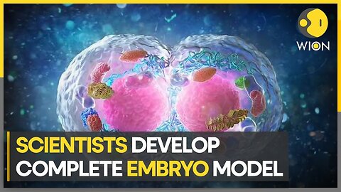 Scientists create embryo model without sperm, egg or womb