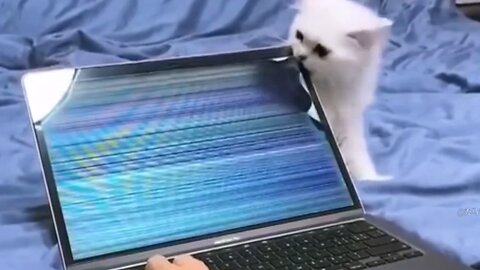 When your laptop gets damaged by a cat and you can't get mad yet