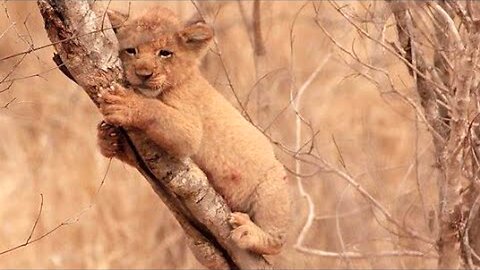 Cute Lion cub thought its mother had died because it had not been home all night