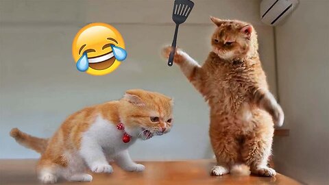 Cute and Funny Animal Video😂|| Funniest Viral Puppy Cat clips😹 #funny animals #cats