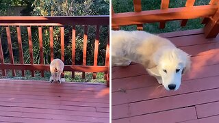 Eager puppy gets stuck in balcony railing