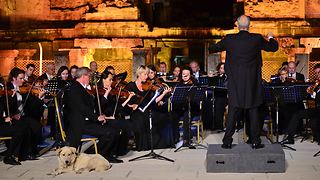 Dog Walks Out On Stage And Settles In During Vienna Chamber Orchestra Performance