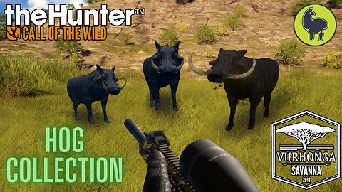 Hog Collection, Vurhonga Savanna | theHunter: Call of the Wild (PS5 4K)