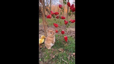 Cute Bunnies eating 🍓 🍓 🍓 🍓
