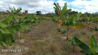 Minha pequena plantação de Bananeiras