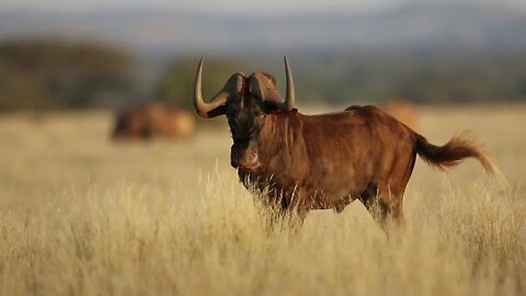What Does a Black Wildebeest Look Like? White-Tailed Gnu (Connochaetes gnou) in Its Natural Habitat