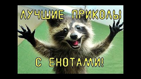 funny raccoons