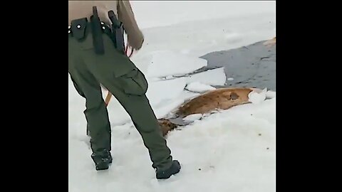 Wyoming residents & police rescue several elk