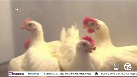 How Michigan scientists are working to stop the spread of bird flu in the state