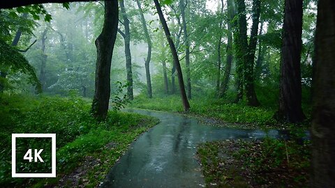 Relaxing Walk In The Rain, Umbrella And Nature Sounds For Sleep And Relaxation | 4k ASMR