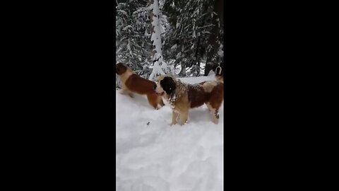 beautiful dogs in the snow