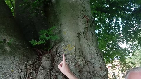 Sweden's oldest beech? Eternal tree #87 in Linköping