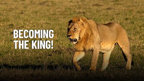 Becoming King: The Ultimate Challenge for Young Male Lions