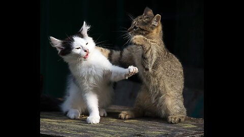 Cat combat: Which Furry Fighter Will Win?