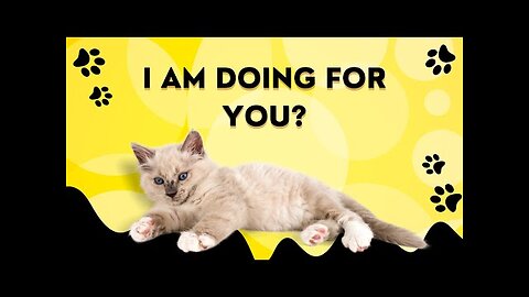 10 Things Cat does For You But You Do Not Know