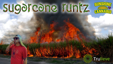 Cosmic Spooge- Episode: 31 - Sugarcane Runtz